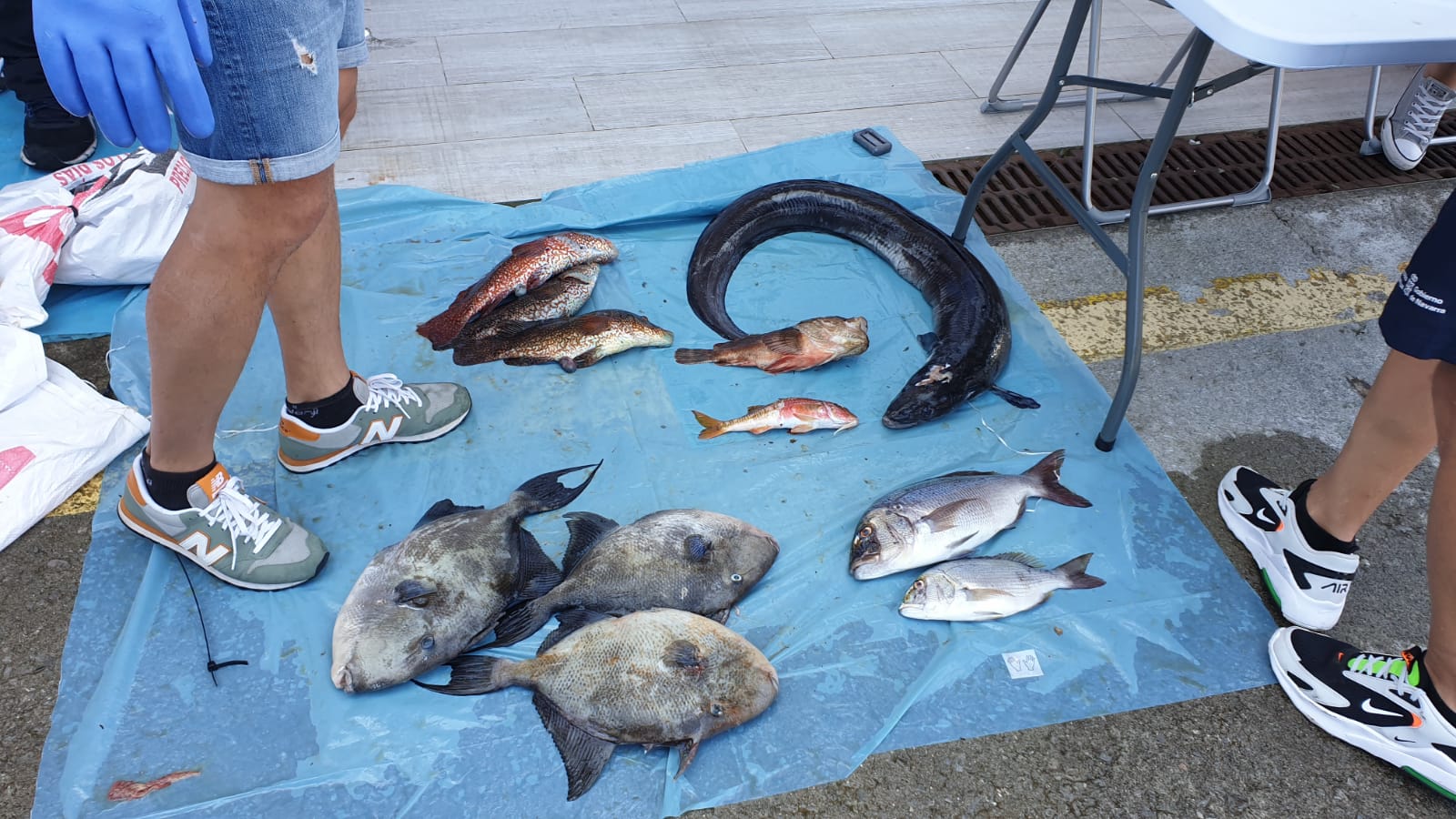 Campeonato Navarro de pesca submarina por equipos y Open Navarro